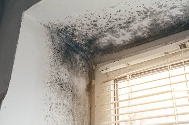 Affordable Attic Mold Remediation solutions in Danville, KY